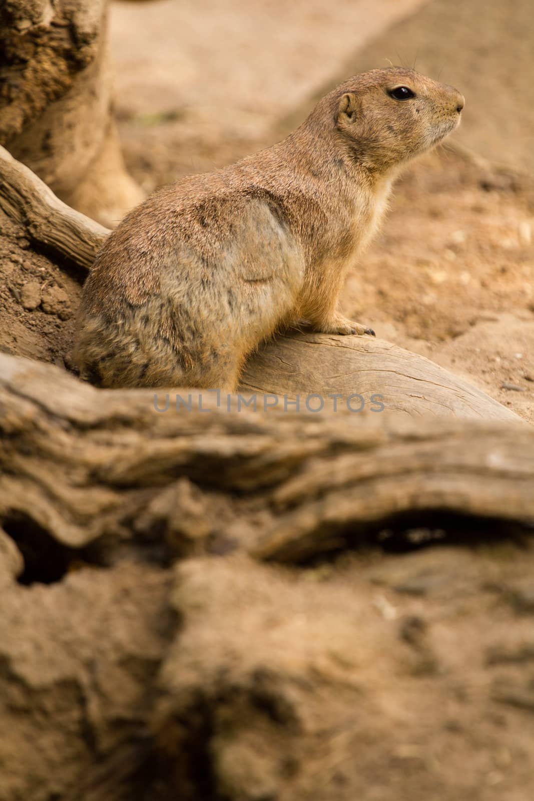 A squirrel emerges from its underground den in summer