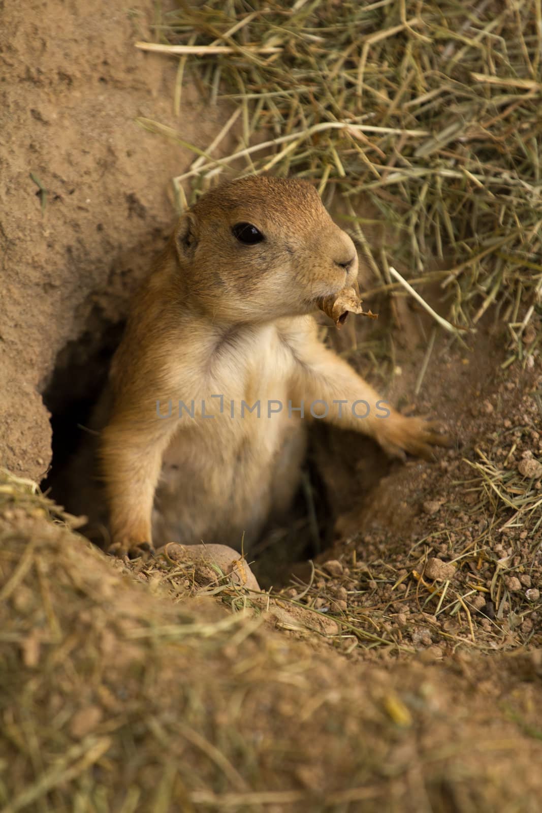 A squirrel emerges from its underground den in summer