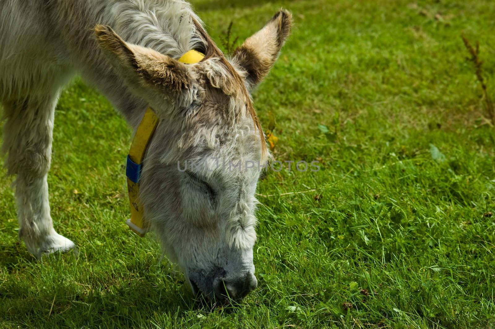 an image of a white rescue donkey grazing in a feild of lush green fresh spring grass with its eyes closed.