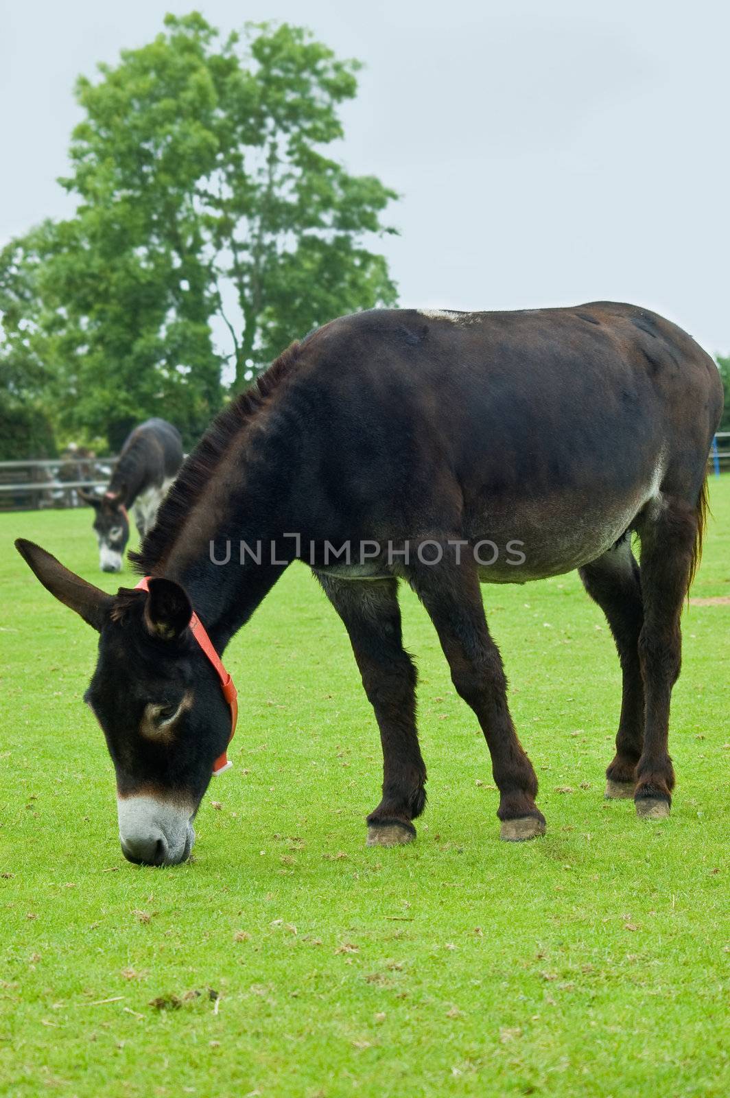 an image of two lucky young brown rescue donkies happily grazing in a paddock of lush fresh green spring grass.