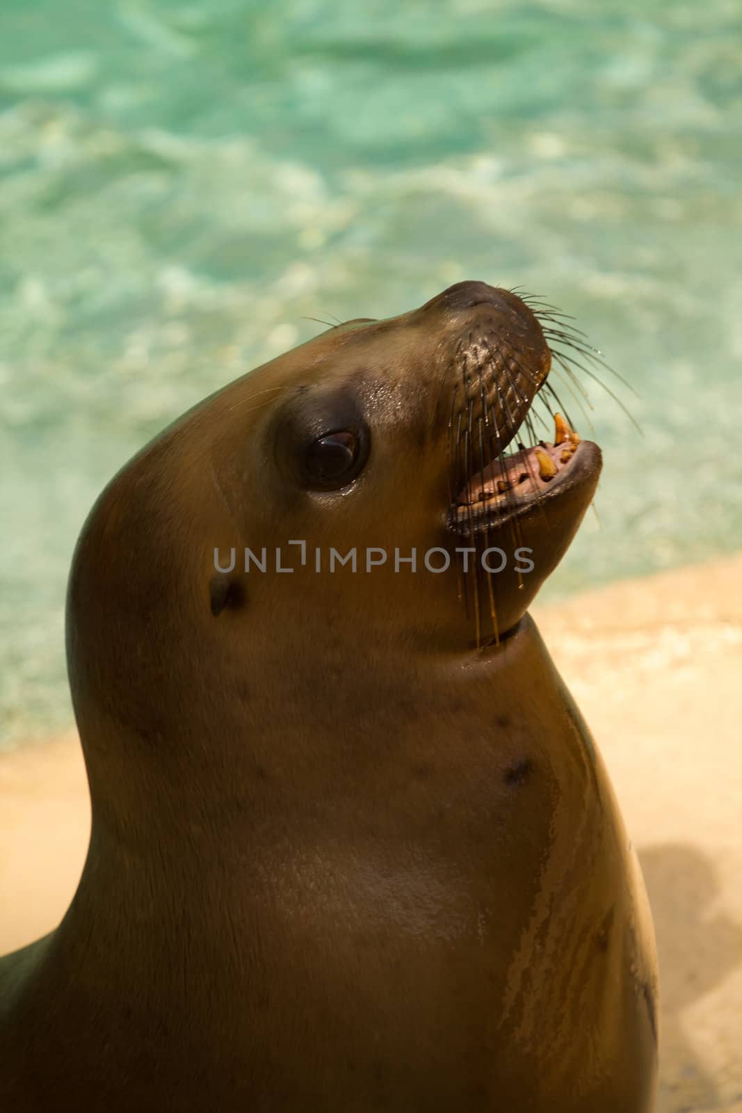 Sea Lions by the glistening blue water of summer