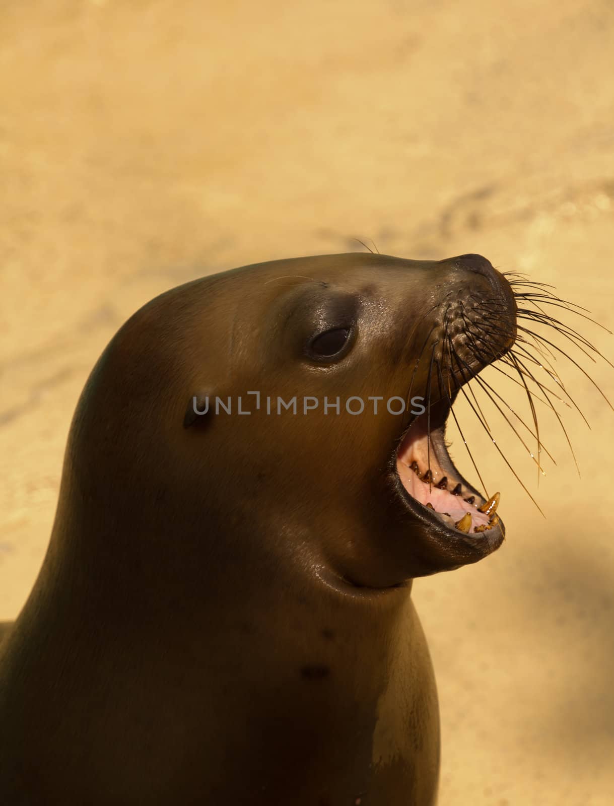 Sea Lions by the glistening blue water of summer