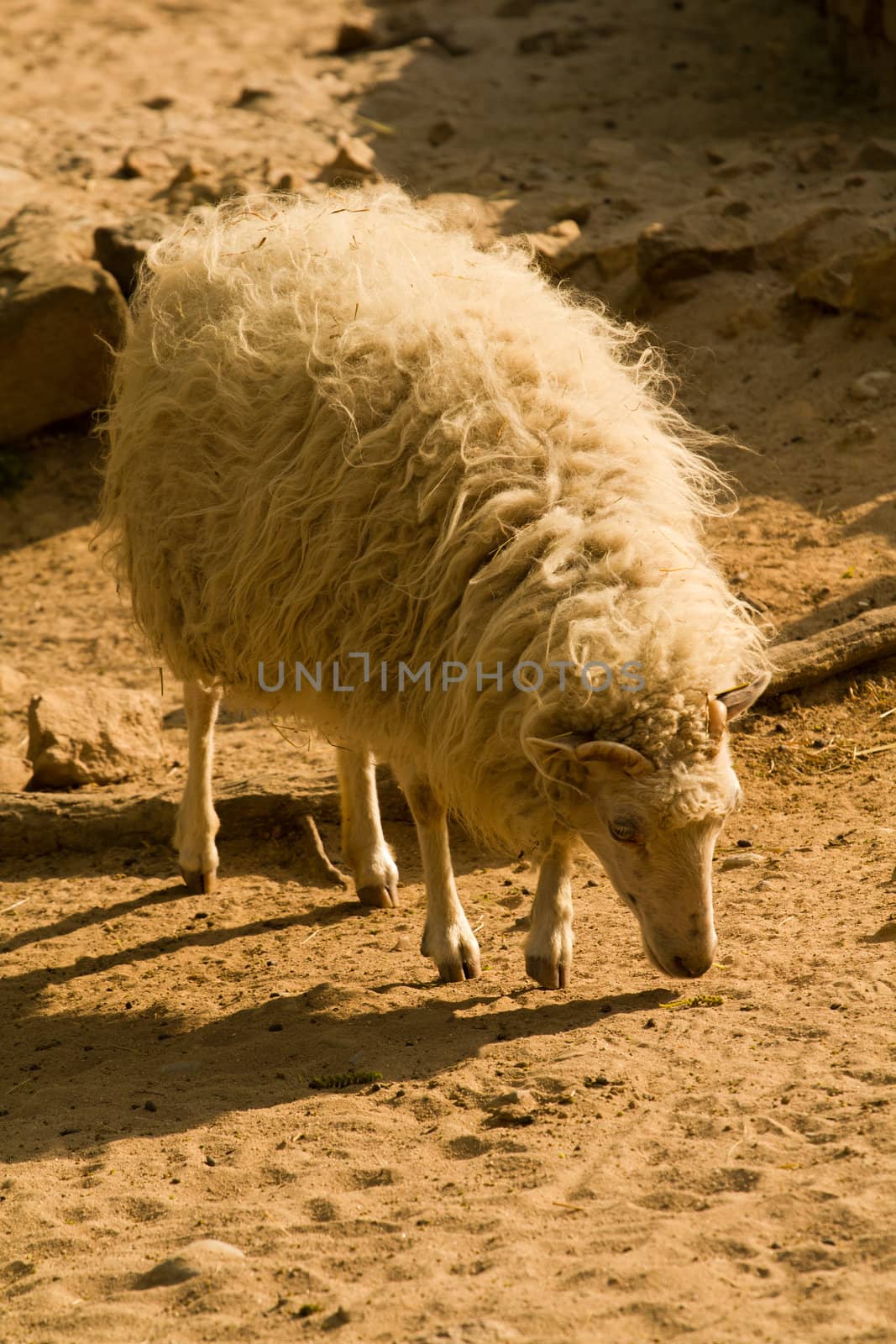 Sheep graze and wander in the warm summer's evening