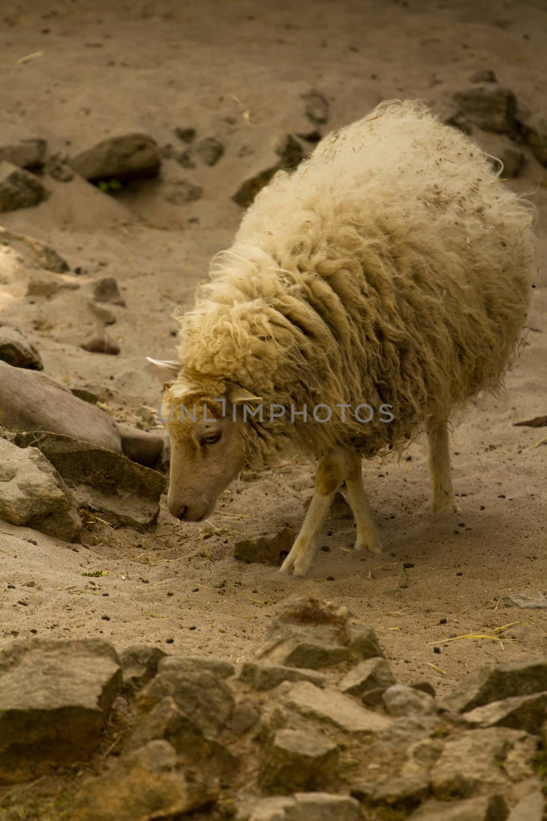Sheep graze and wander in the warm summer's evening