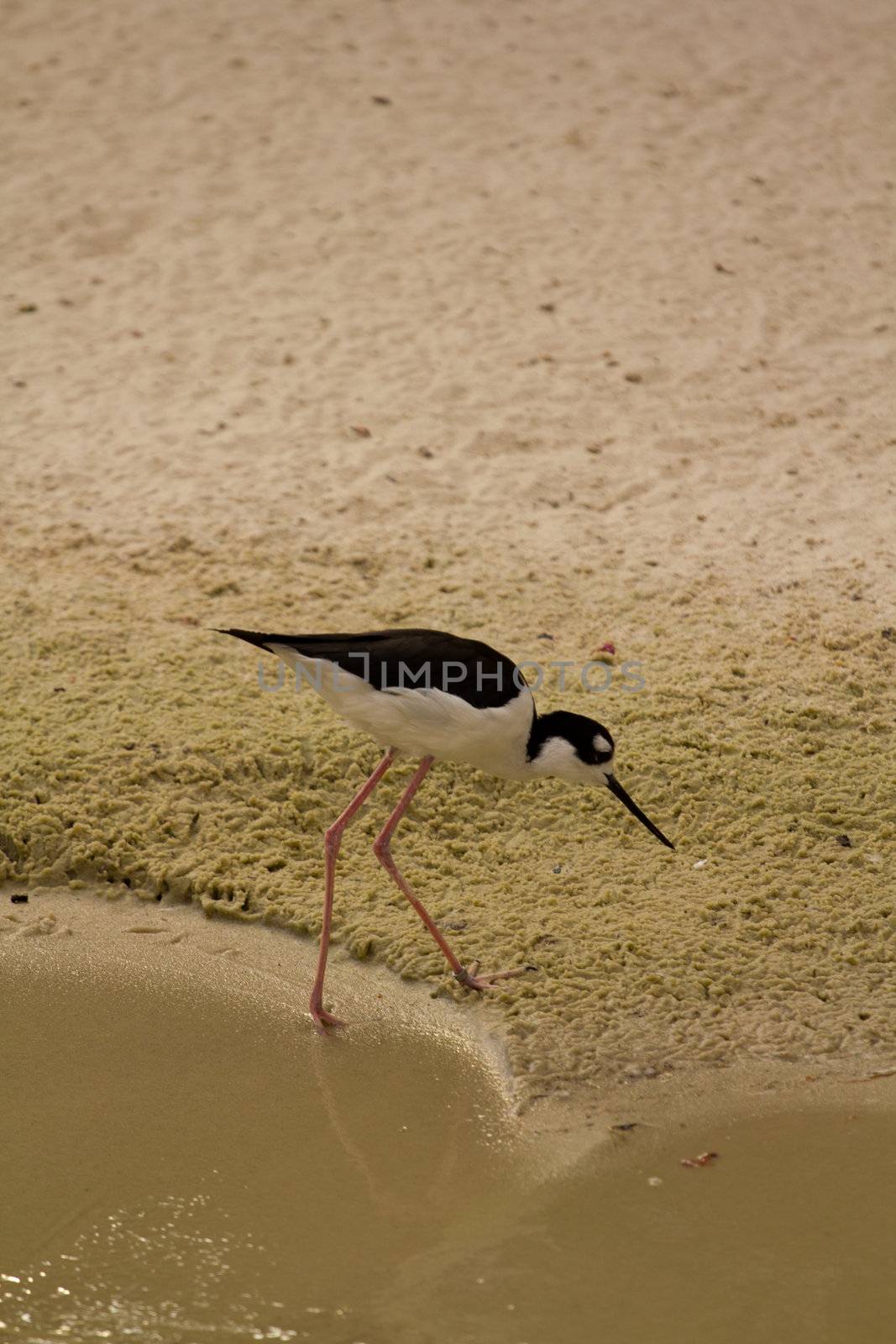 A Bird wading and flying around the shore of a beach