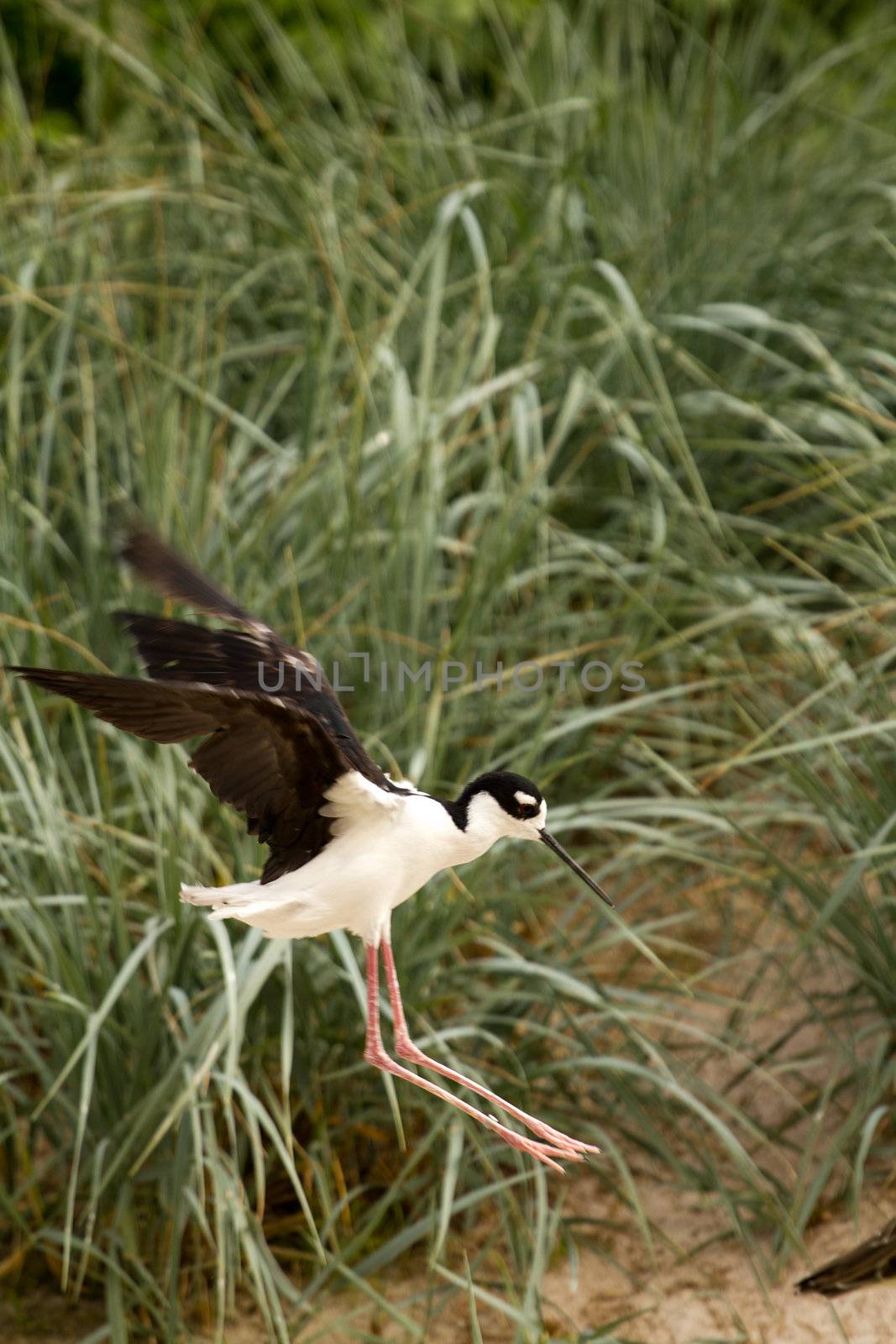 A Bird wading and flying around the shore of a beach
