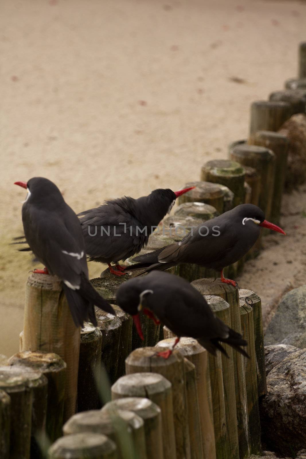 A Bird wading and flying around the shore of a beach