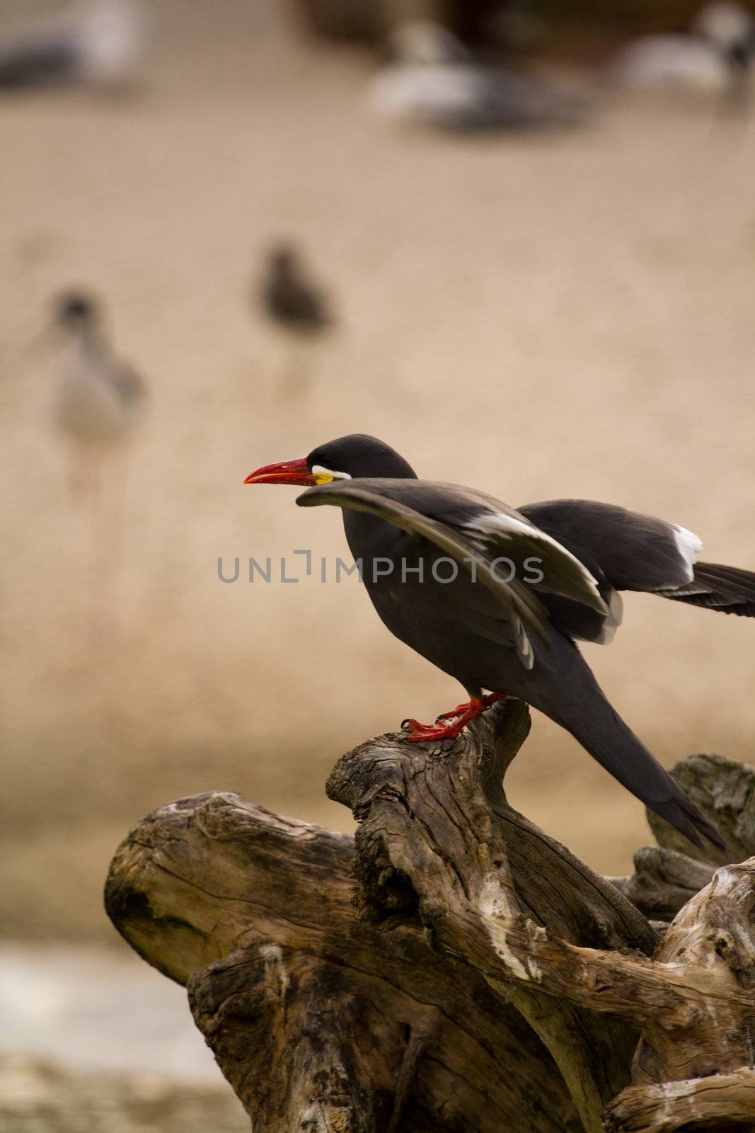 A Bird wading and flying around the shore of a beach