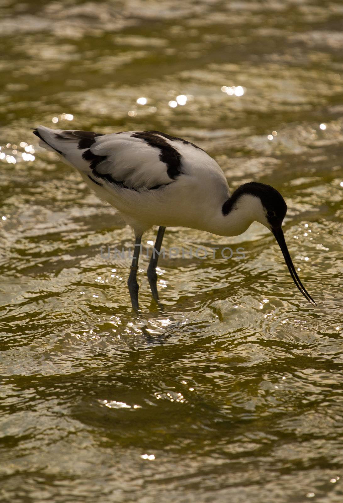 A Bird wading and flying around the shore of a beach