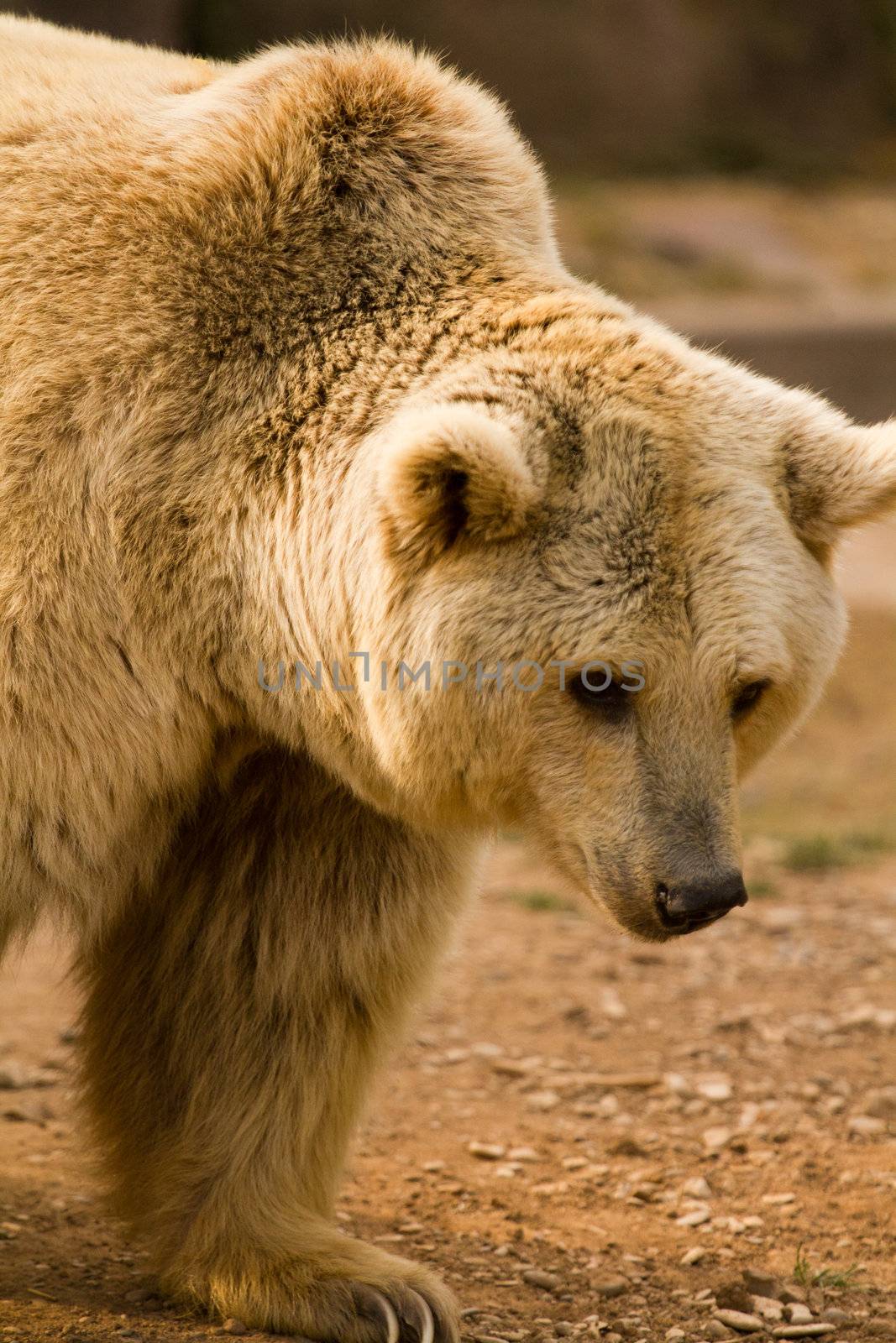 Bears at the water's edge of a lake in Europe