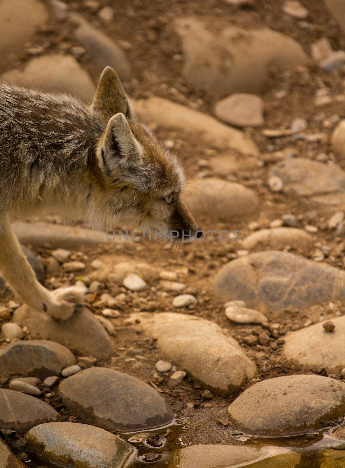 A light colored fox patrols at the edge of a lake
