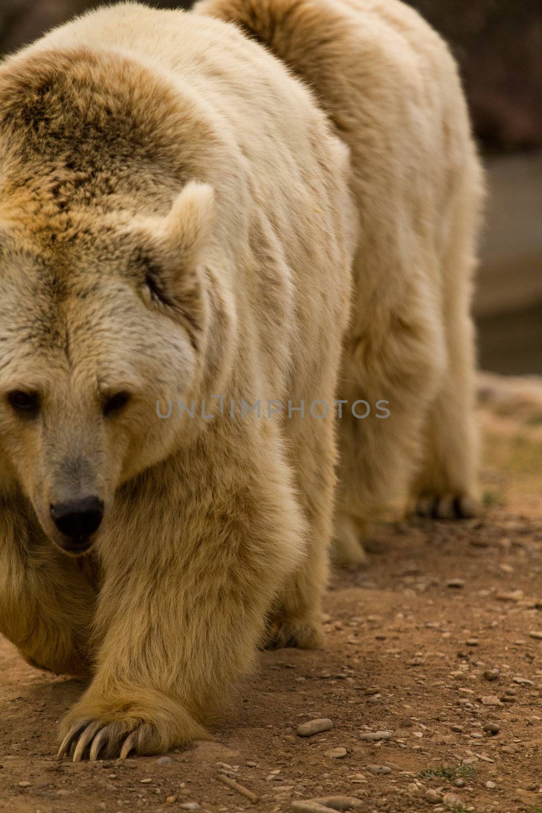 Bears at the water's edge of a lake in Europe