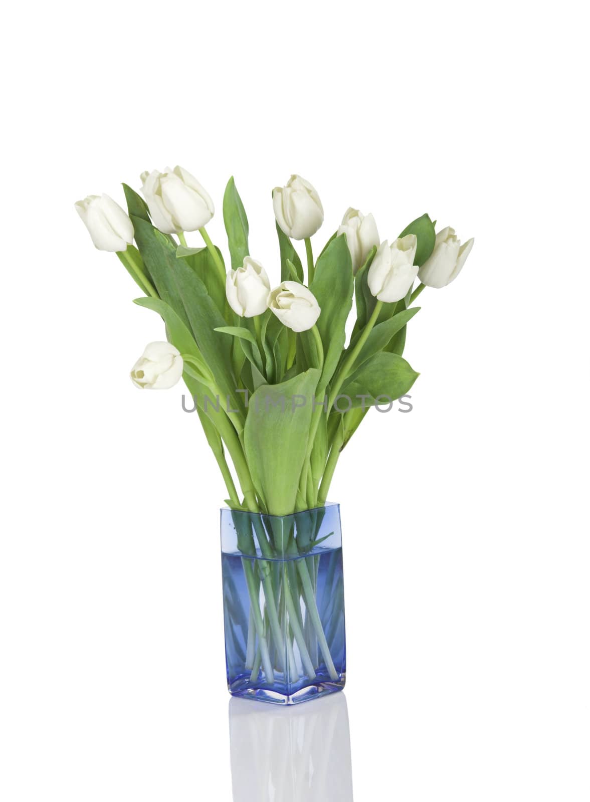 Beautiful white tulips isolated on white background