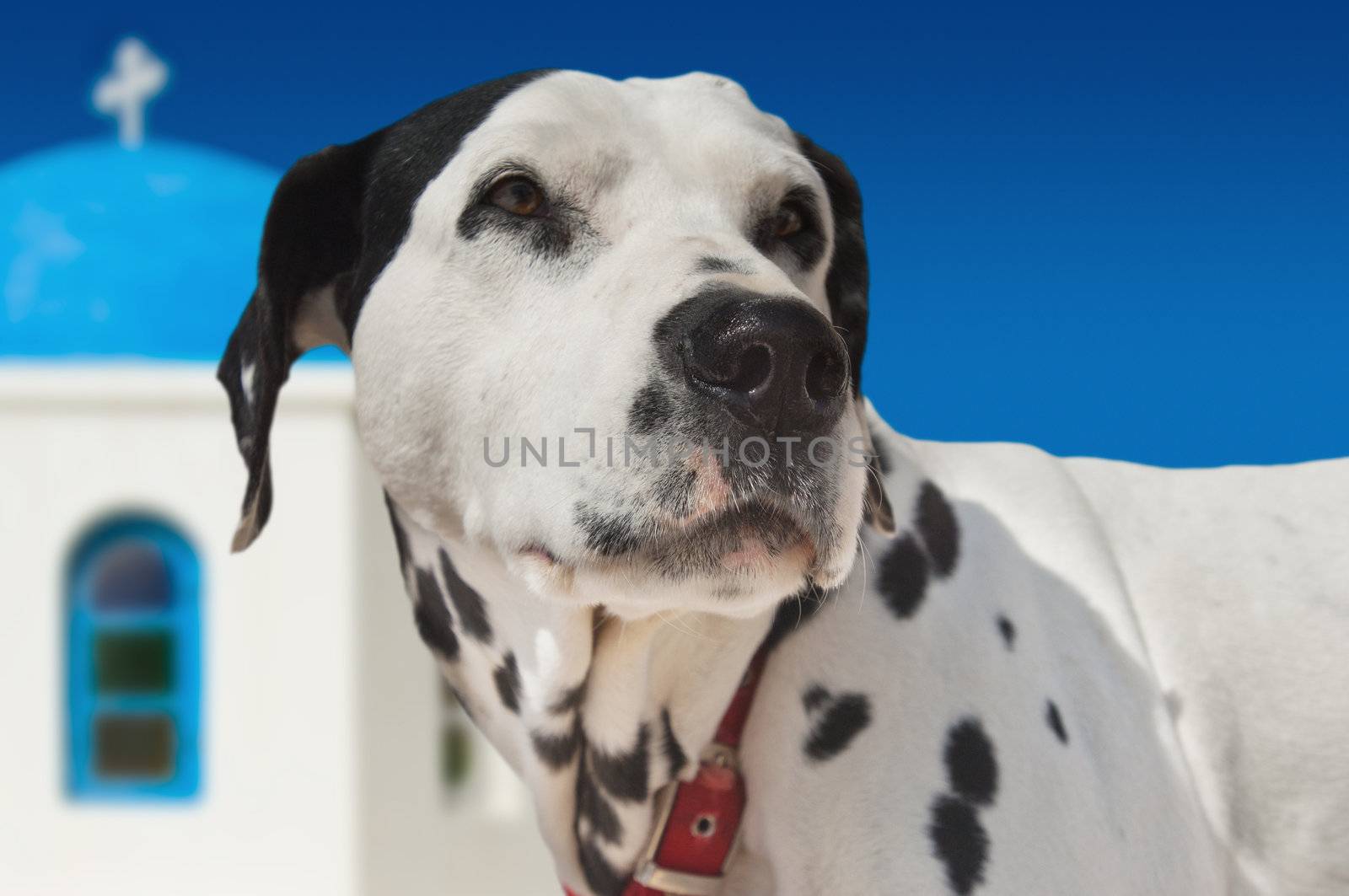 Spotty white dog on the island of Santorini, in front of a blue dome chapel
