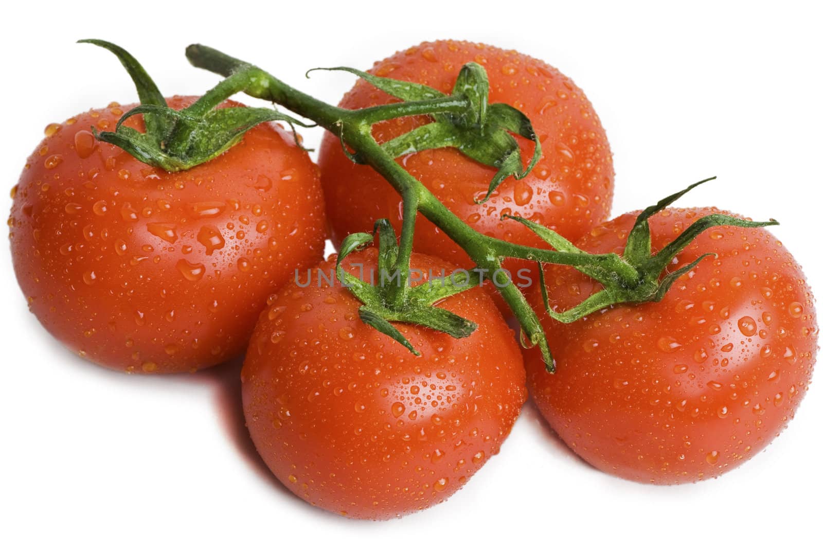 4 tomatoes still attached to the vine, isolated on white, with water droplets on them.