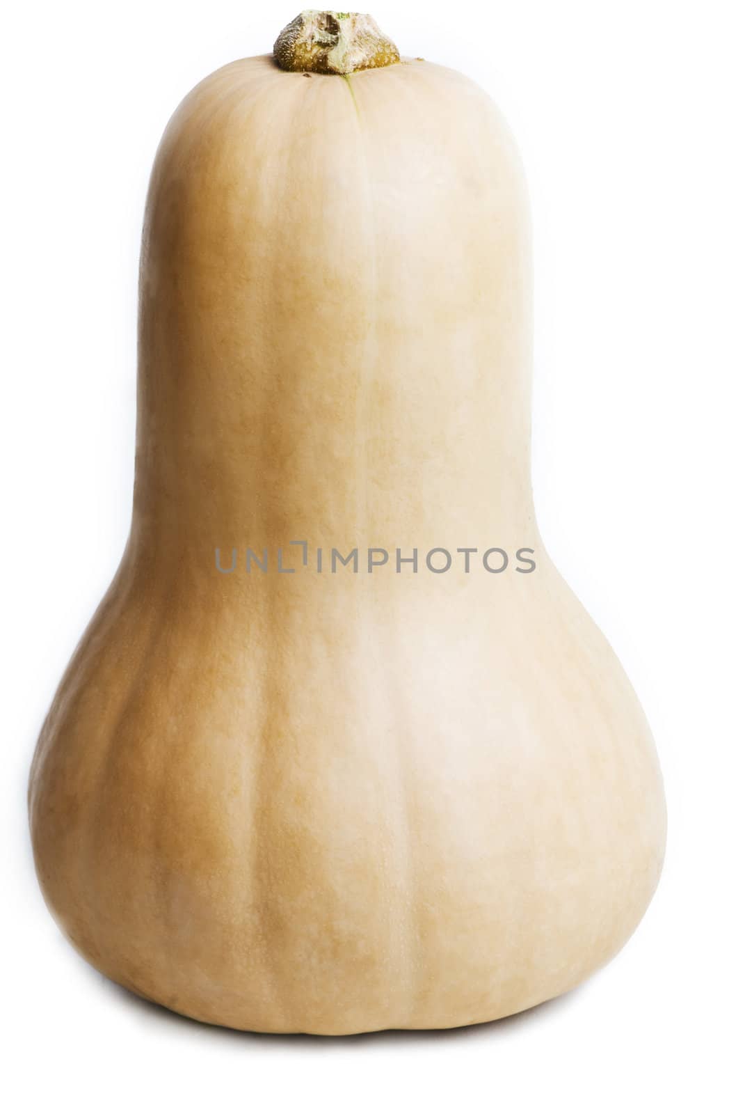 A single whole butternut pumpkin, isolated on white.