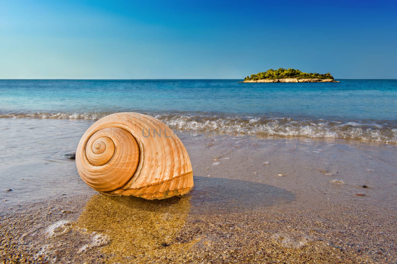 Seashell on calm Mediterranean beach by akarelias