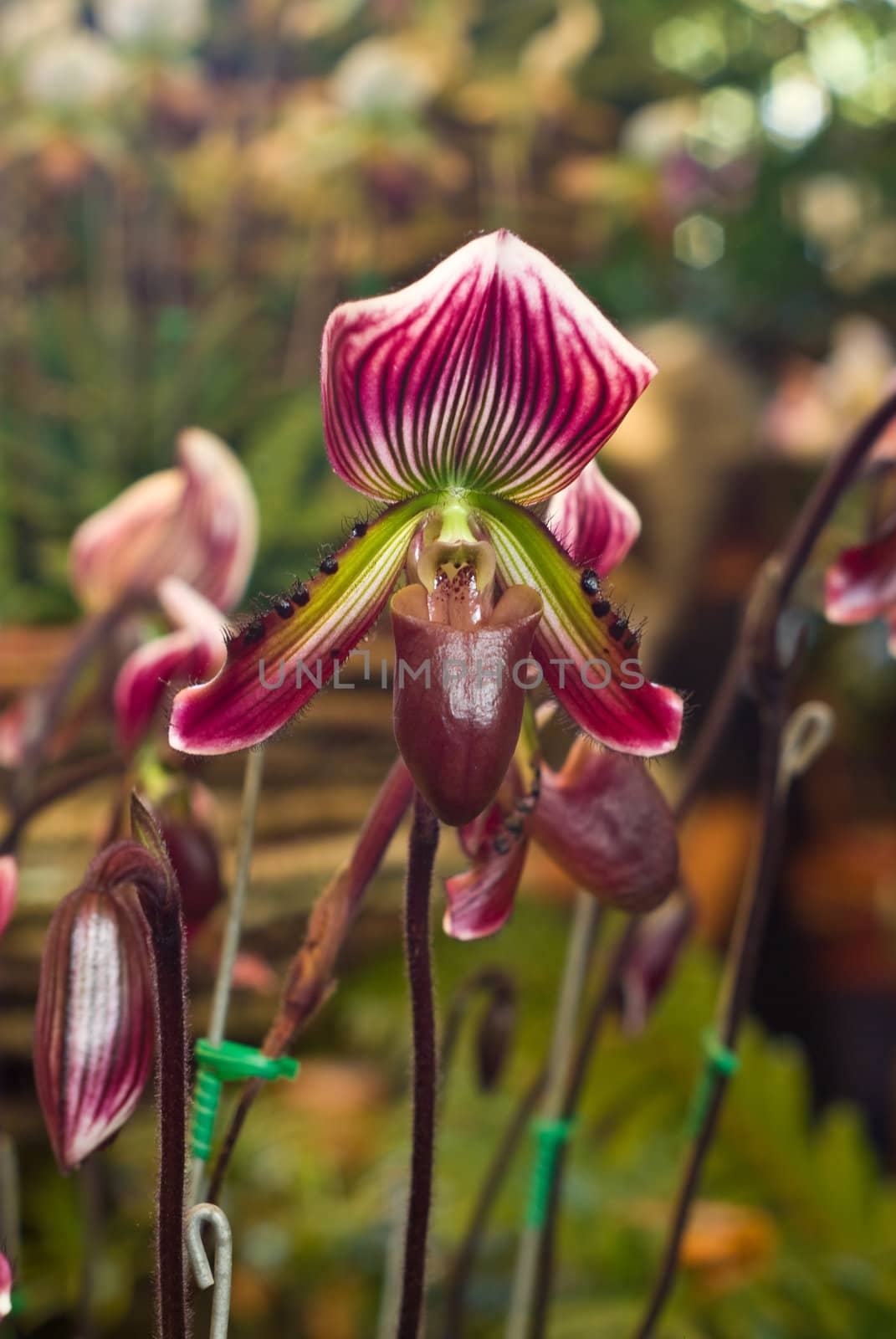 Orchid, Paphiopedilum by pixbox77