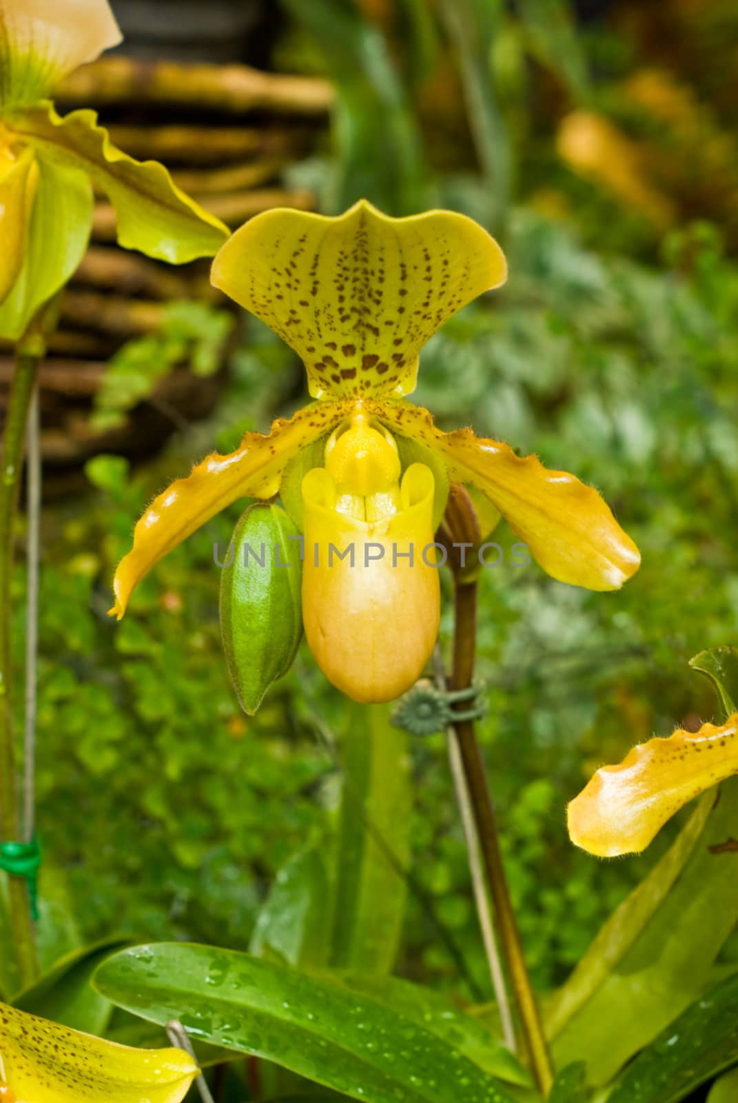 Yellow orchid, Paphiopedilum