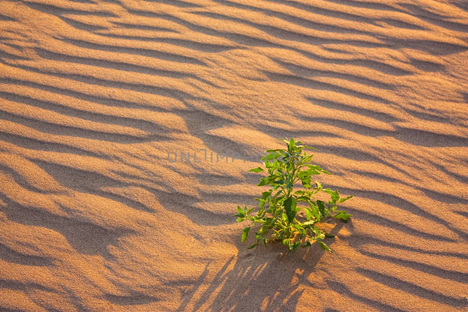 Lonely Flower in the sand in the desert at sunset