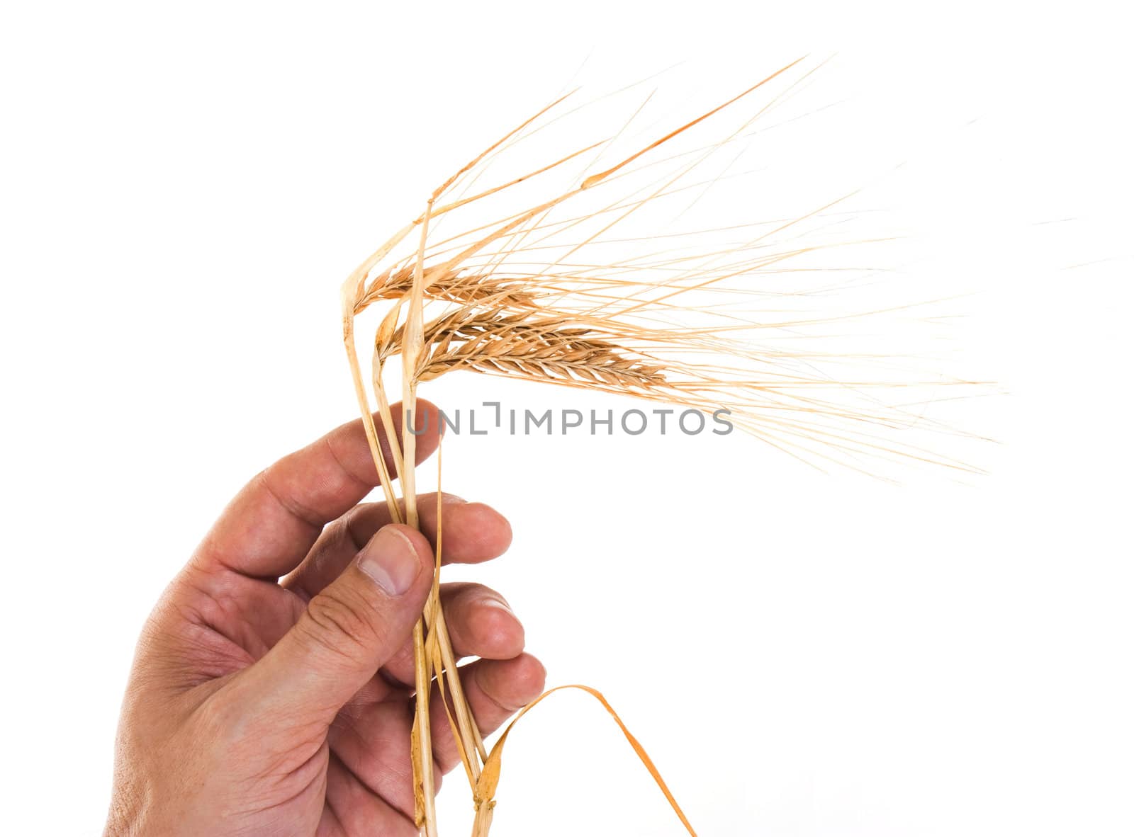 Dried ears of rye in the hands