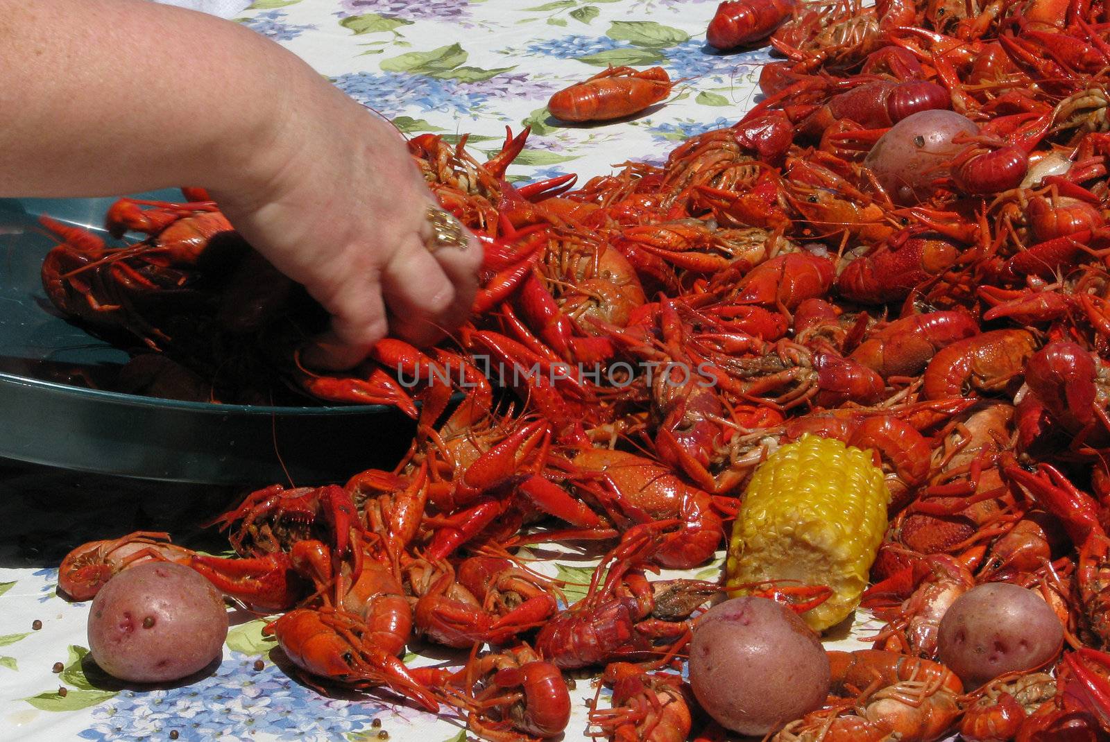 Crawfish being put on a plastic platter tray.