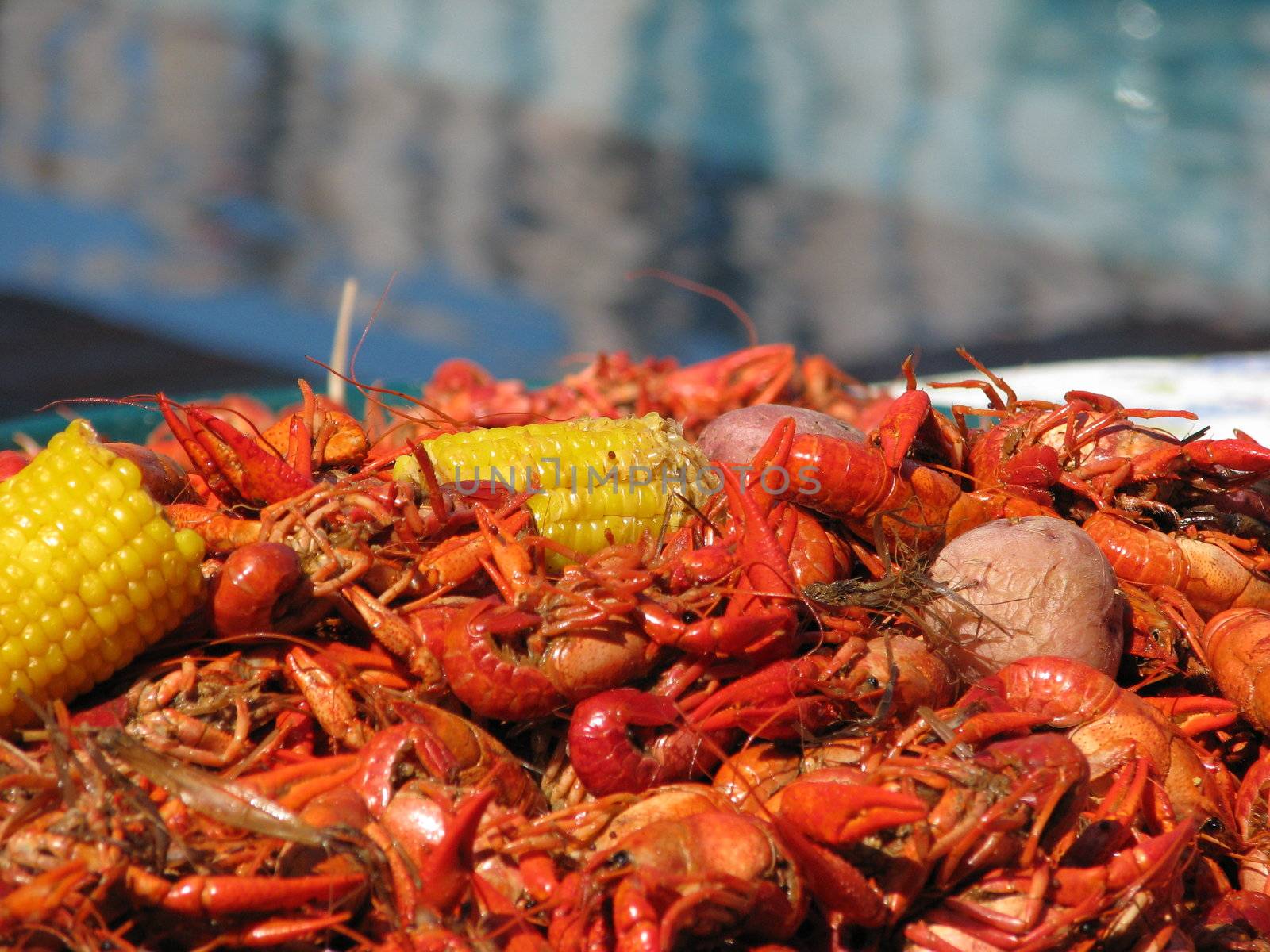 Crawfish with Blurred Pool in Background by bellafotosolo