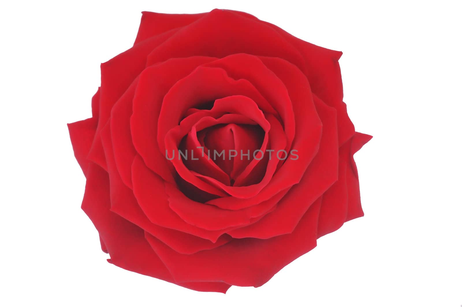 Nice red rose illustration, isolated white background