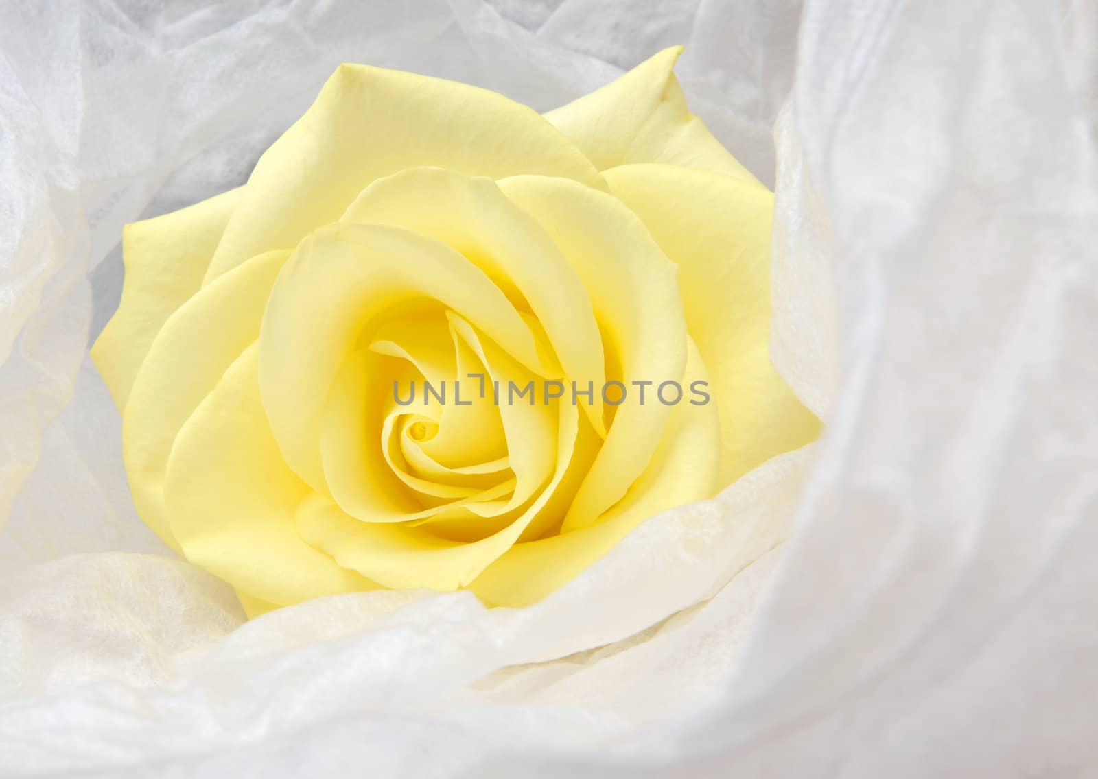 Nice yellow rose wrapped in white satin