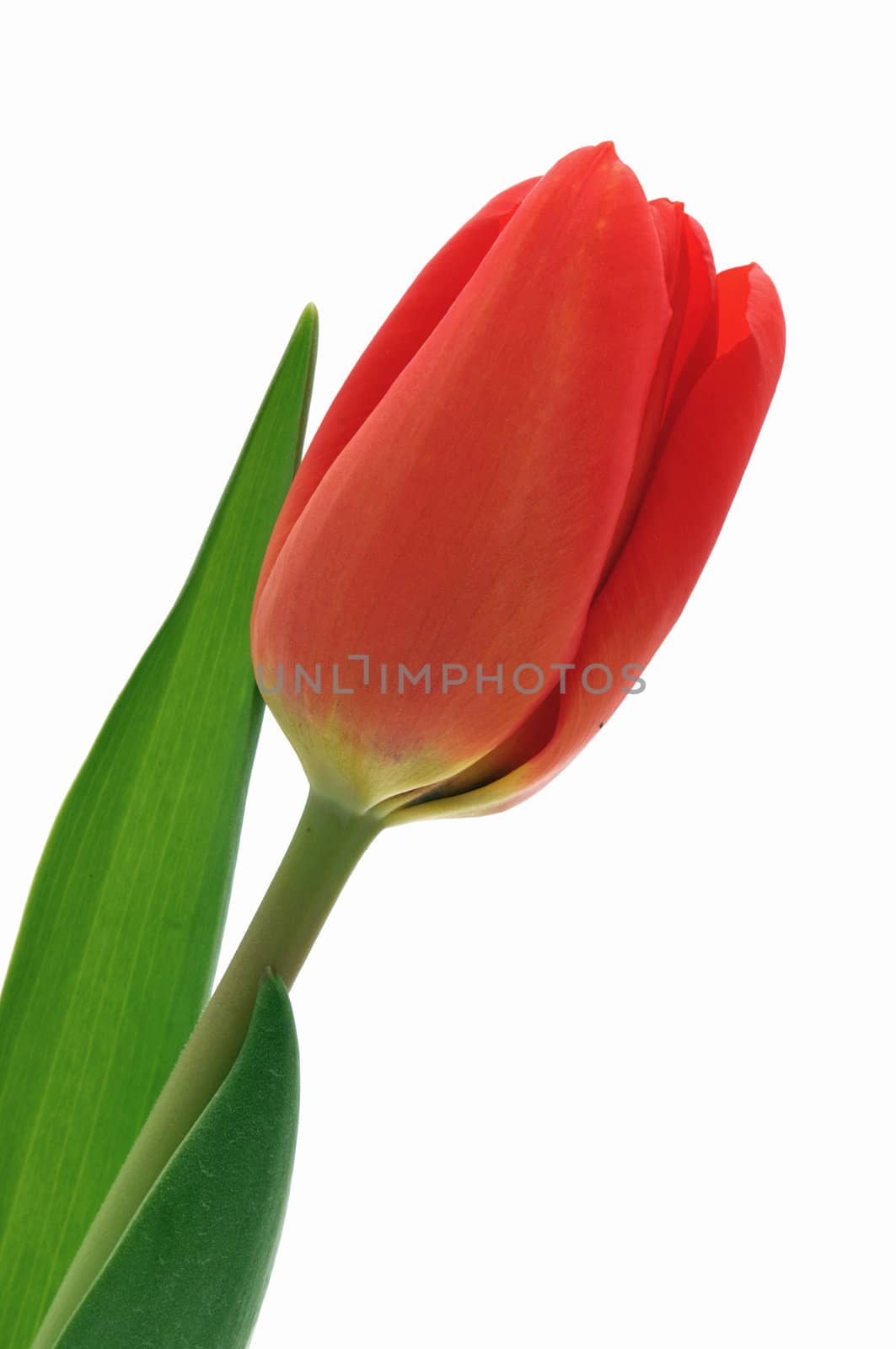 Nice, red tulip with green leaf -  isolated white background
