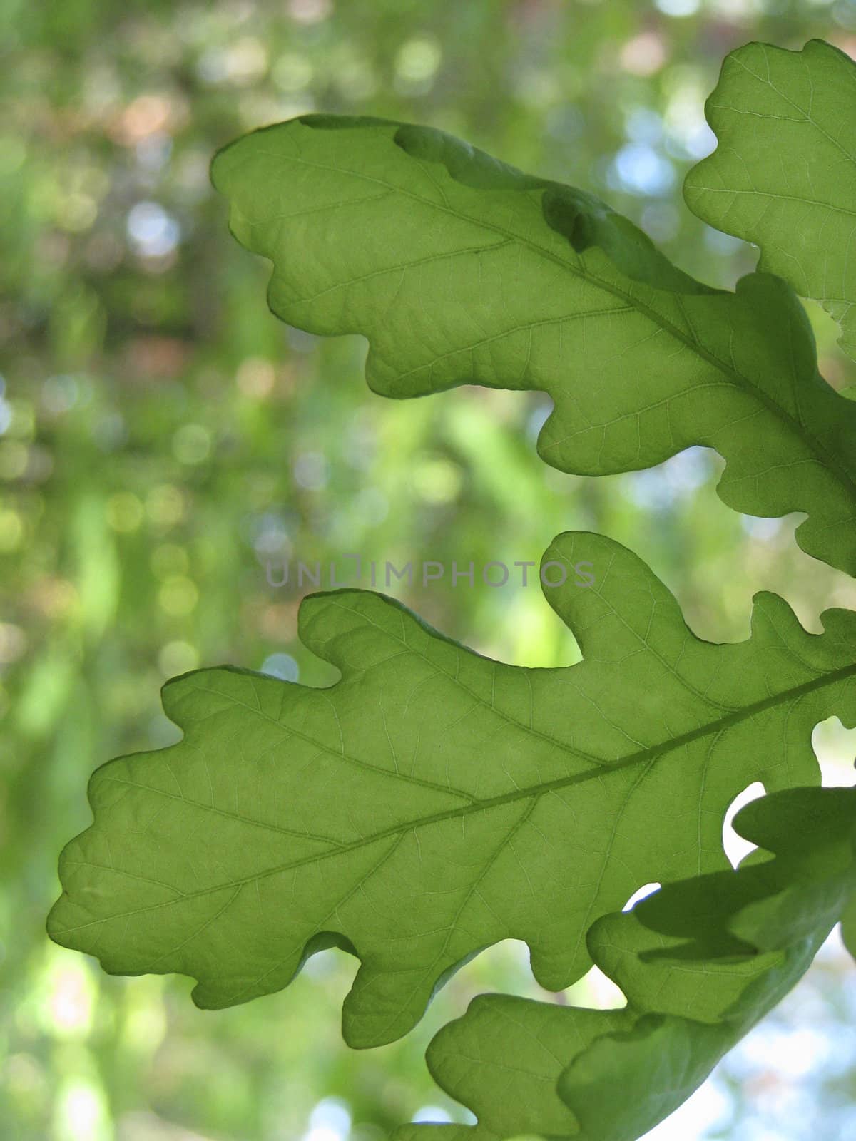 Green oak leaves