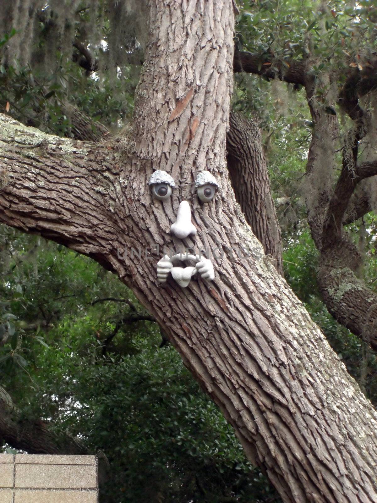 An abstract creation of a man's face with a moustache on a tree in the forest