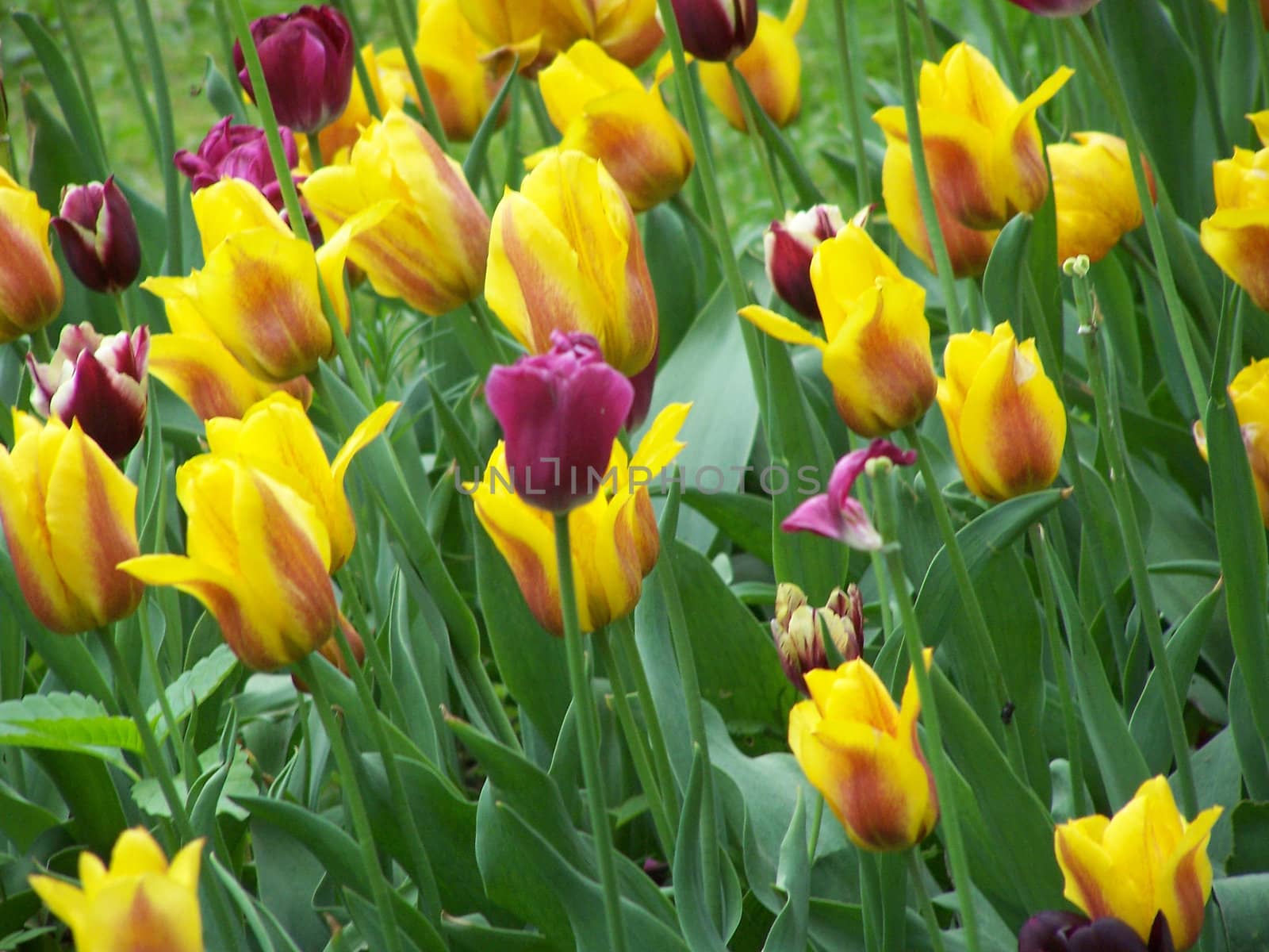 Variety of the tulips colors. Springtime background.