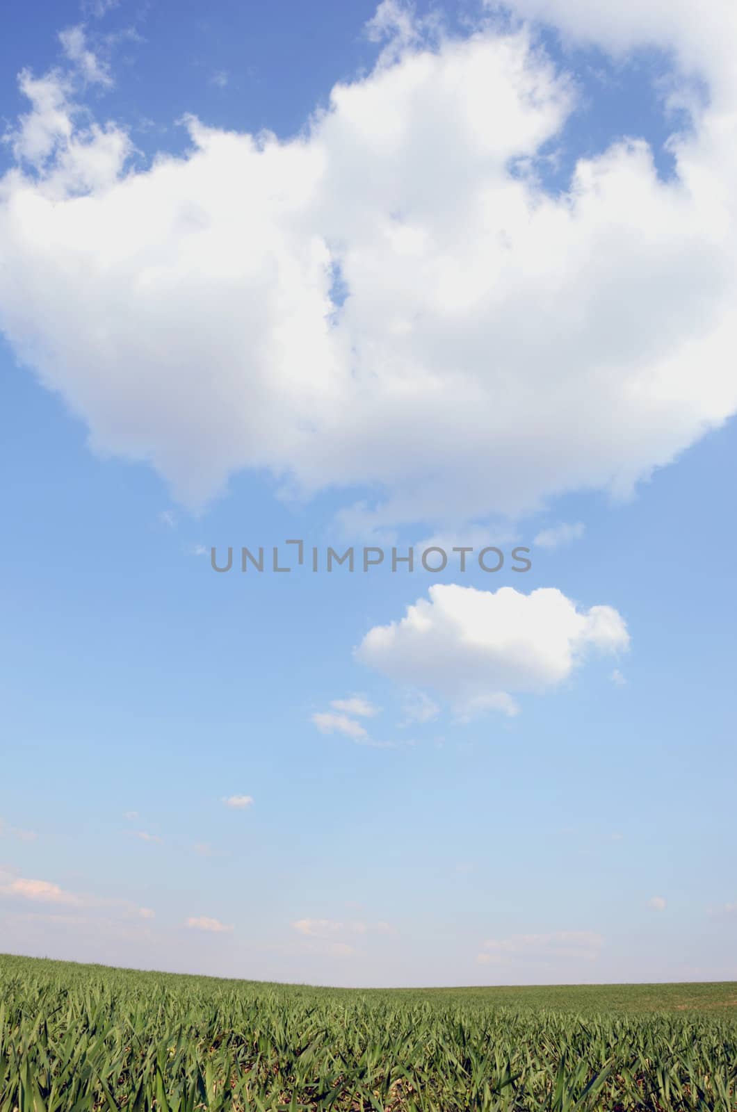 Agricultural green fields in spring on the background of blue sky.