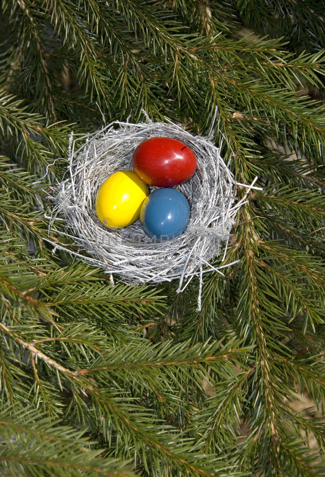 Silver Easter bird's nest with painted eggs in it on fir branches.