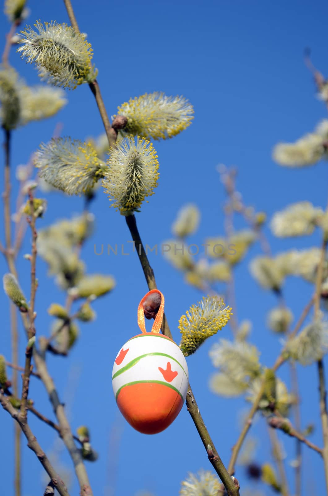 Painted Easter egg hanging on pussy-willow tree branches. Nice spring decoration.