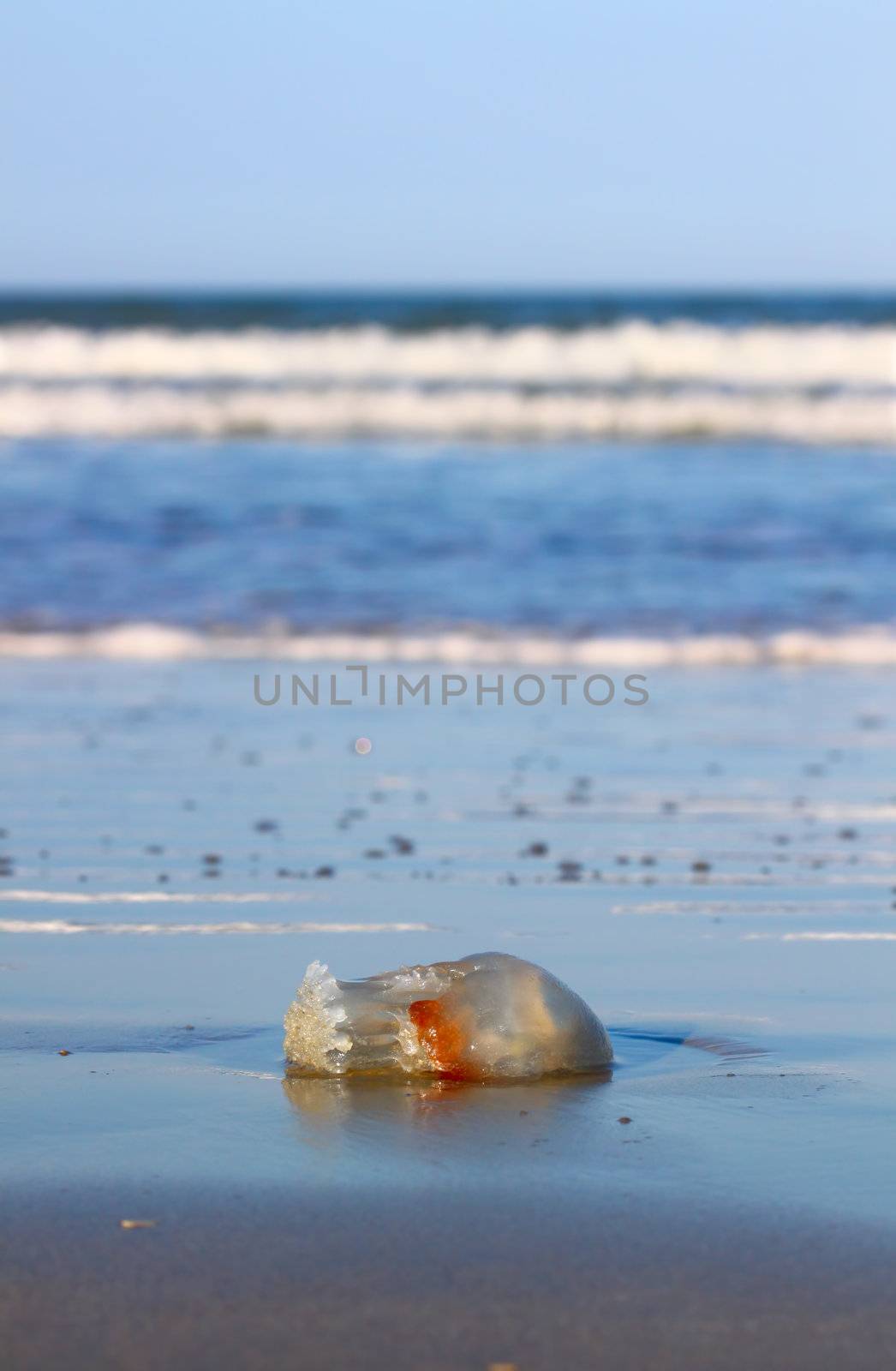 A Jellyfish washed up on Daytona Beach in Florida.