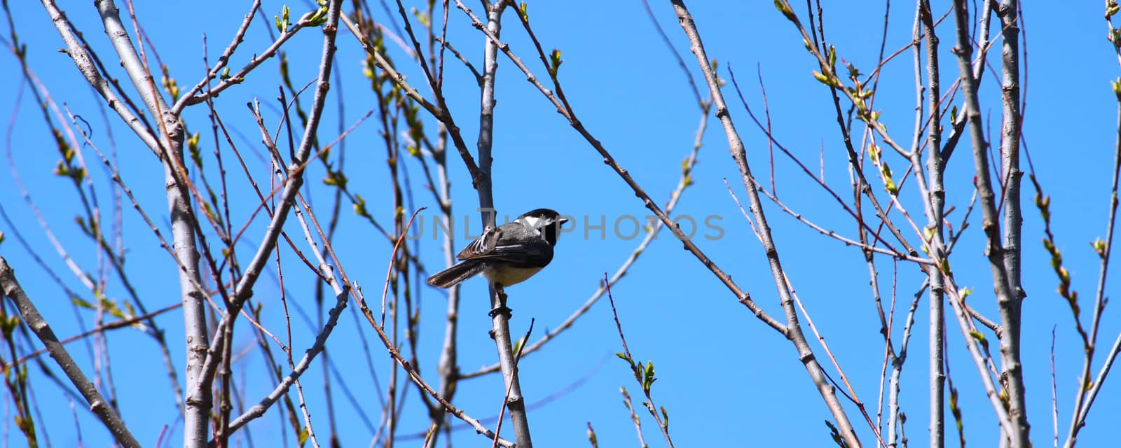 Black-capped Chickadee (Poecile atricapillus) perched in a thicket of willows.