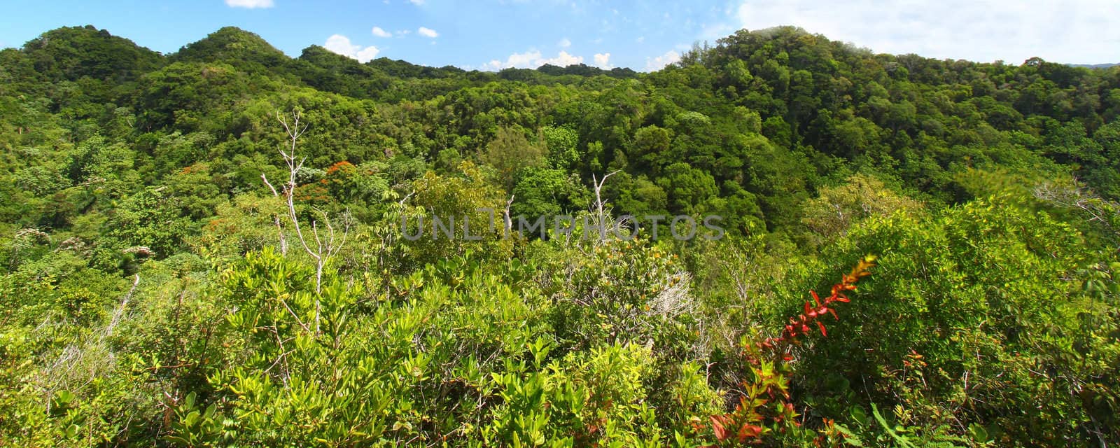 Guajataca Forest Reserve - Puerto Rico by Wirepec