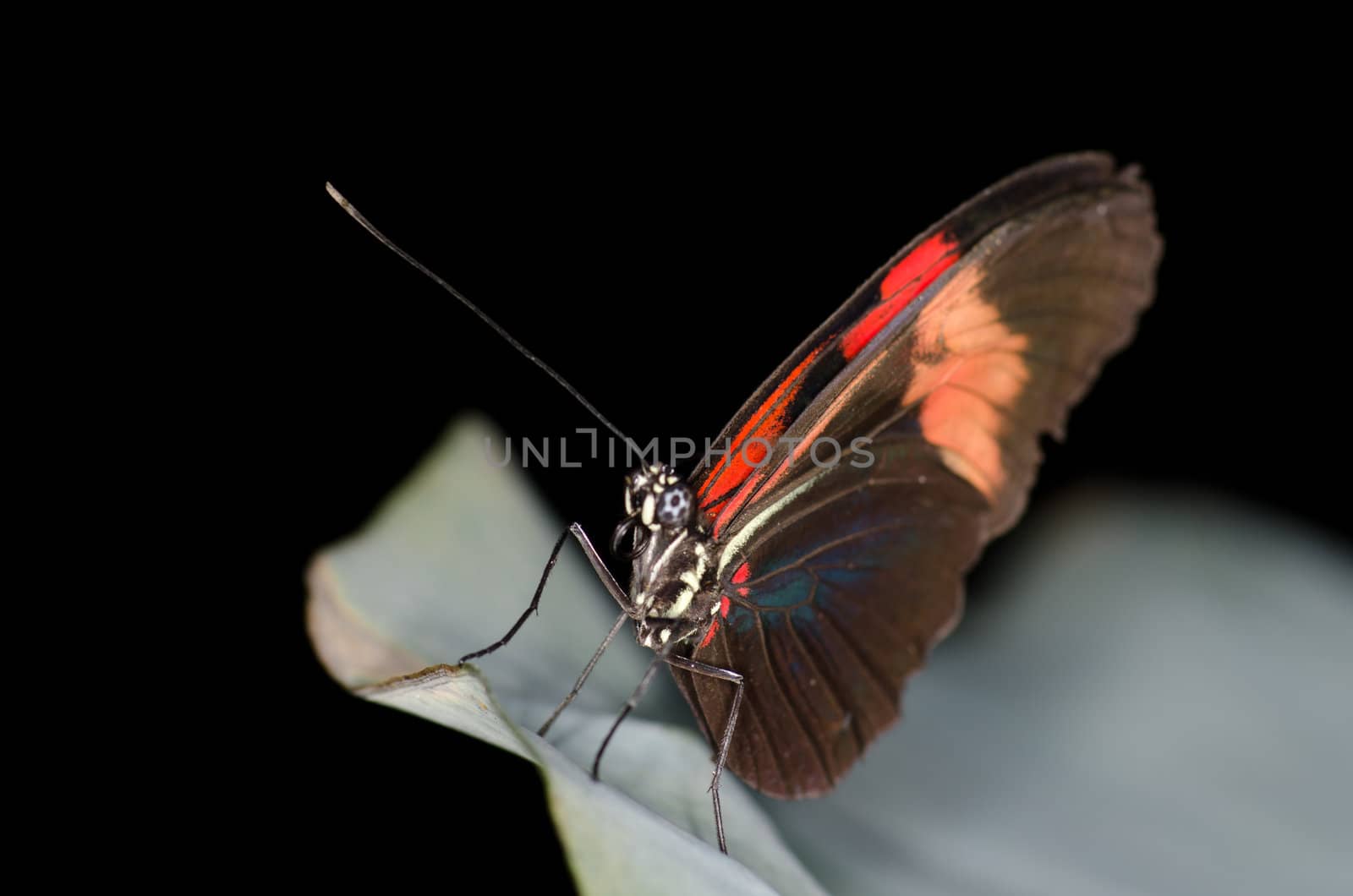 red and black butterfly by roooos