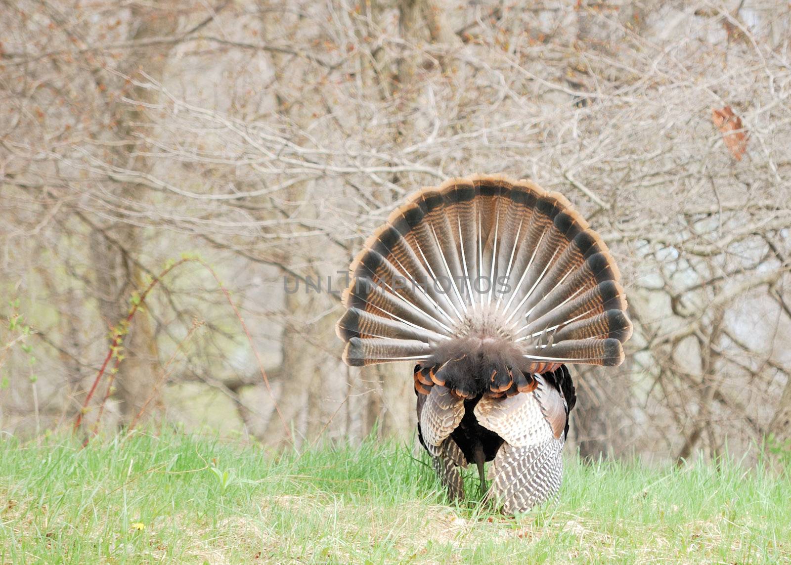Strutting male wild turkey displaying in the spring mating season.
