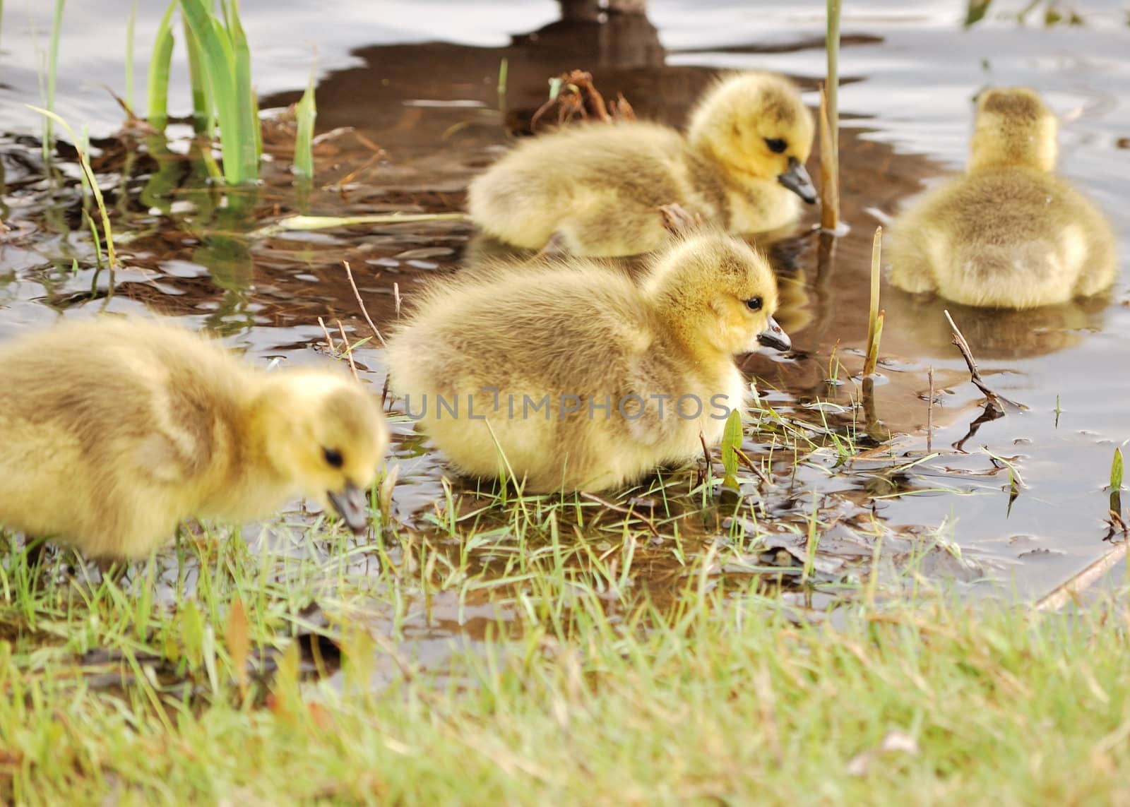 Canada Goose Goslings by brm1949