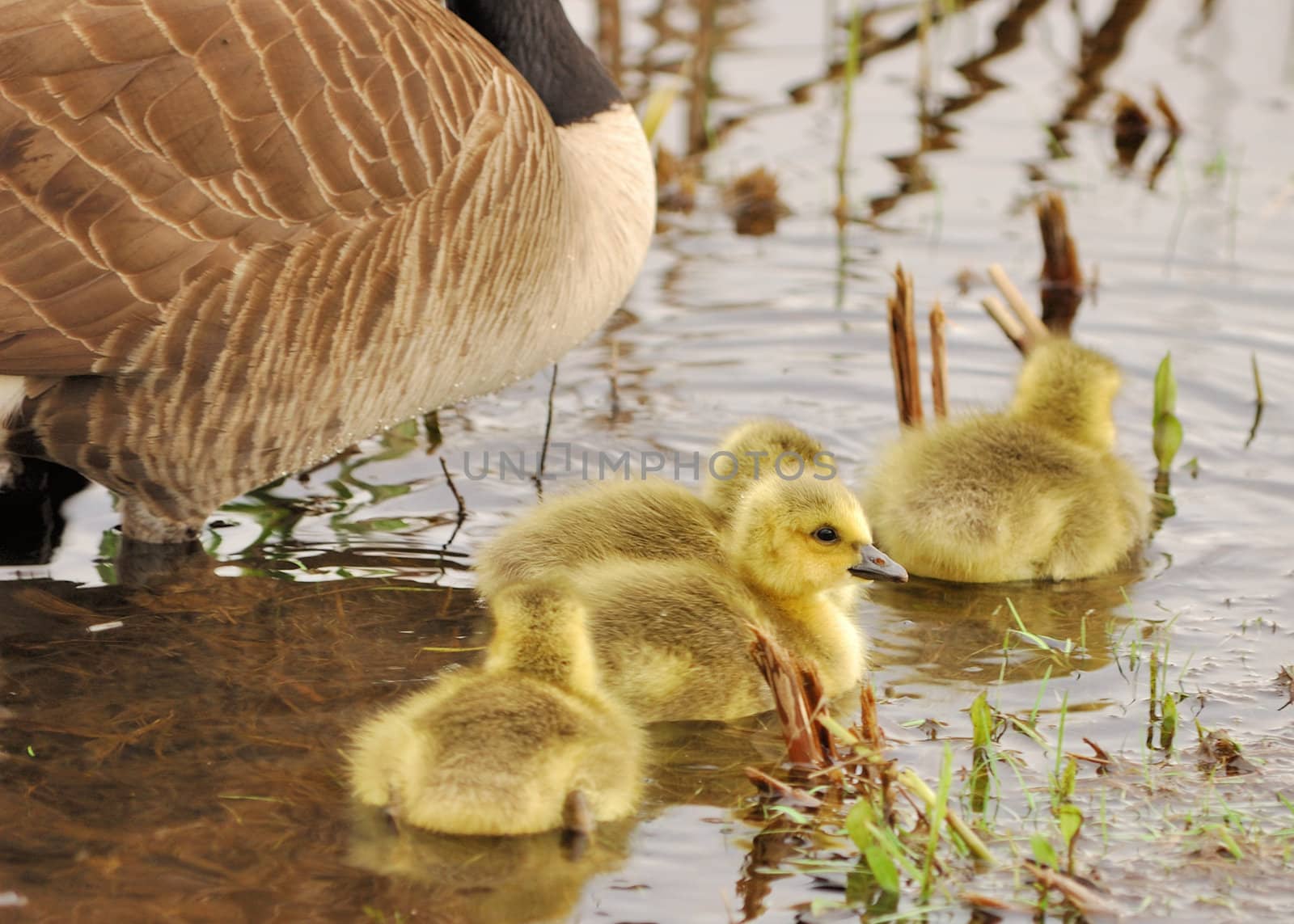 Four Canada goose goslings at a ponds edge.