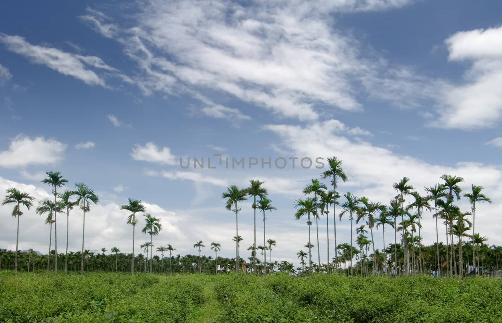 There are the areca with blue sky.