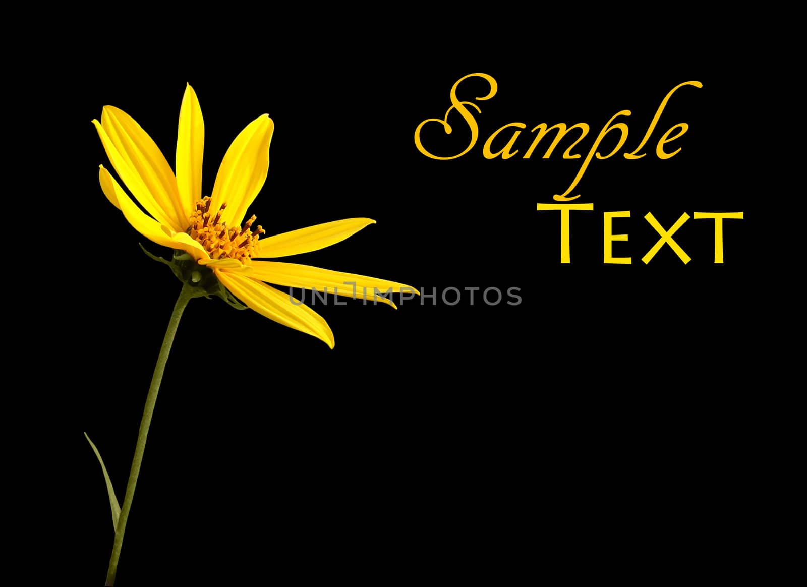 Single yellow flower on black background with copy space.