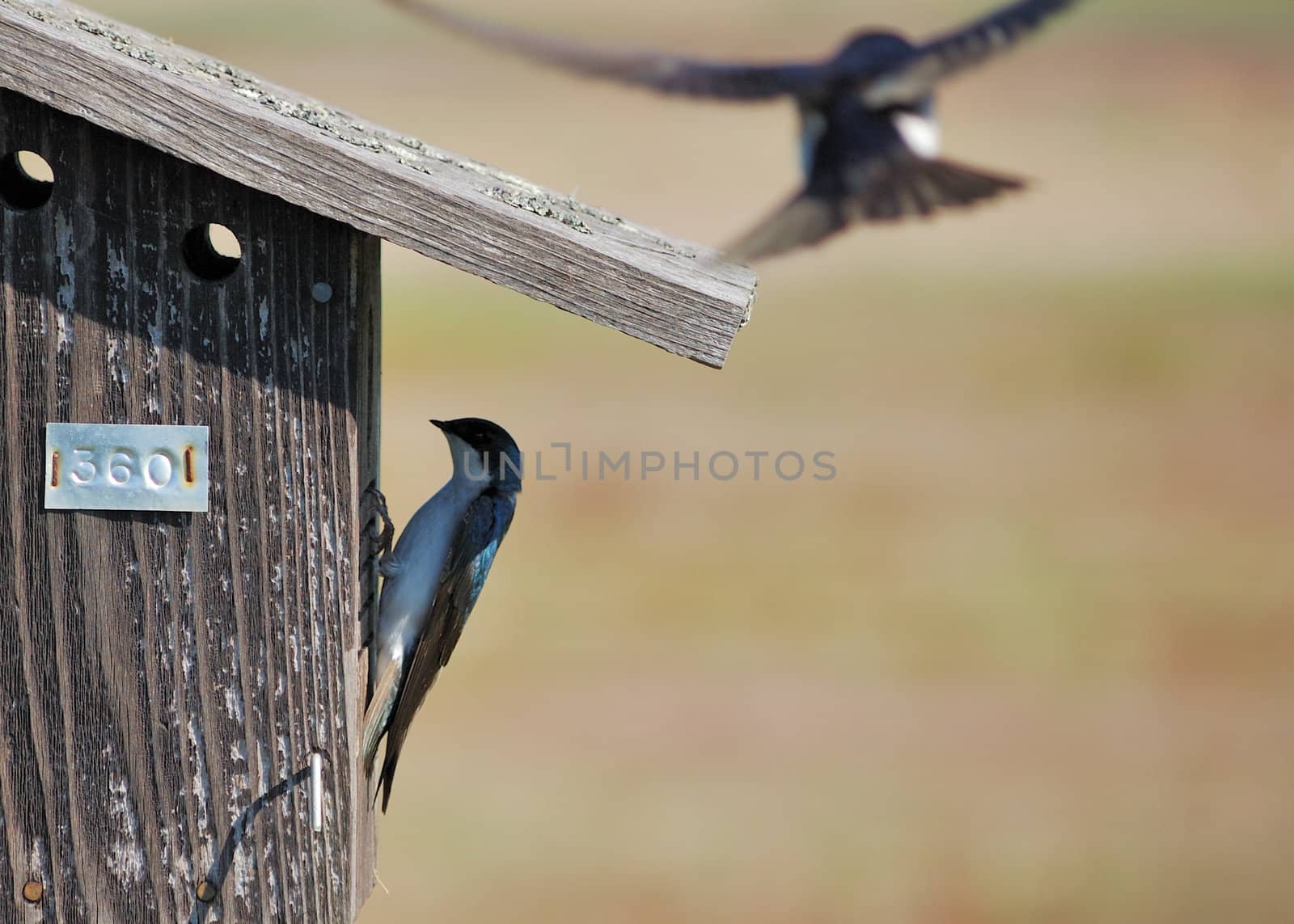 A  tree swallows perched on a nesting box.