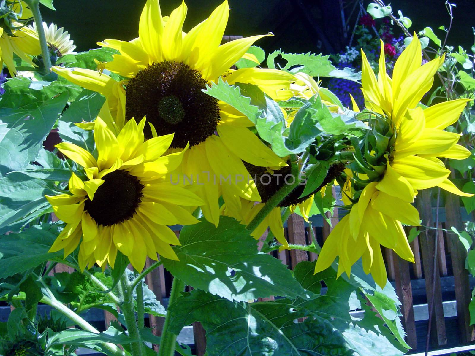 sunflowers by lulu2626