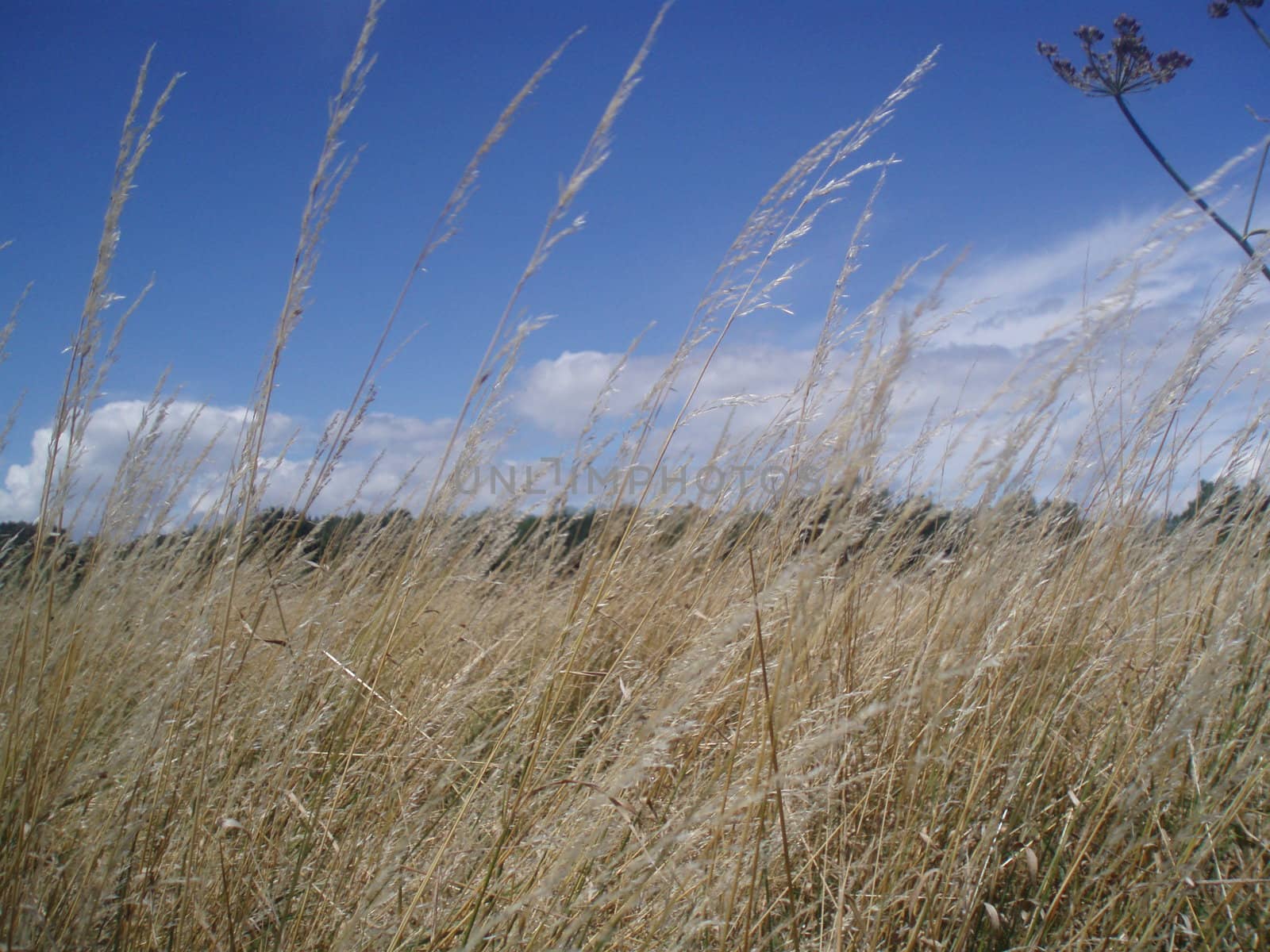 fields in the summer