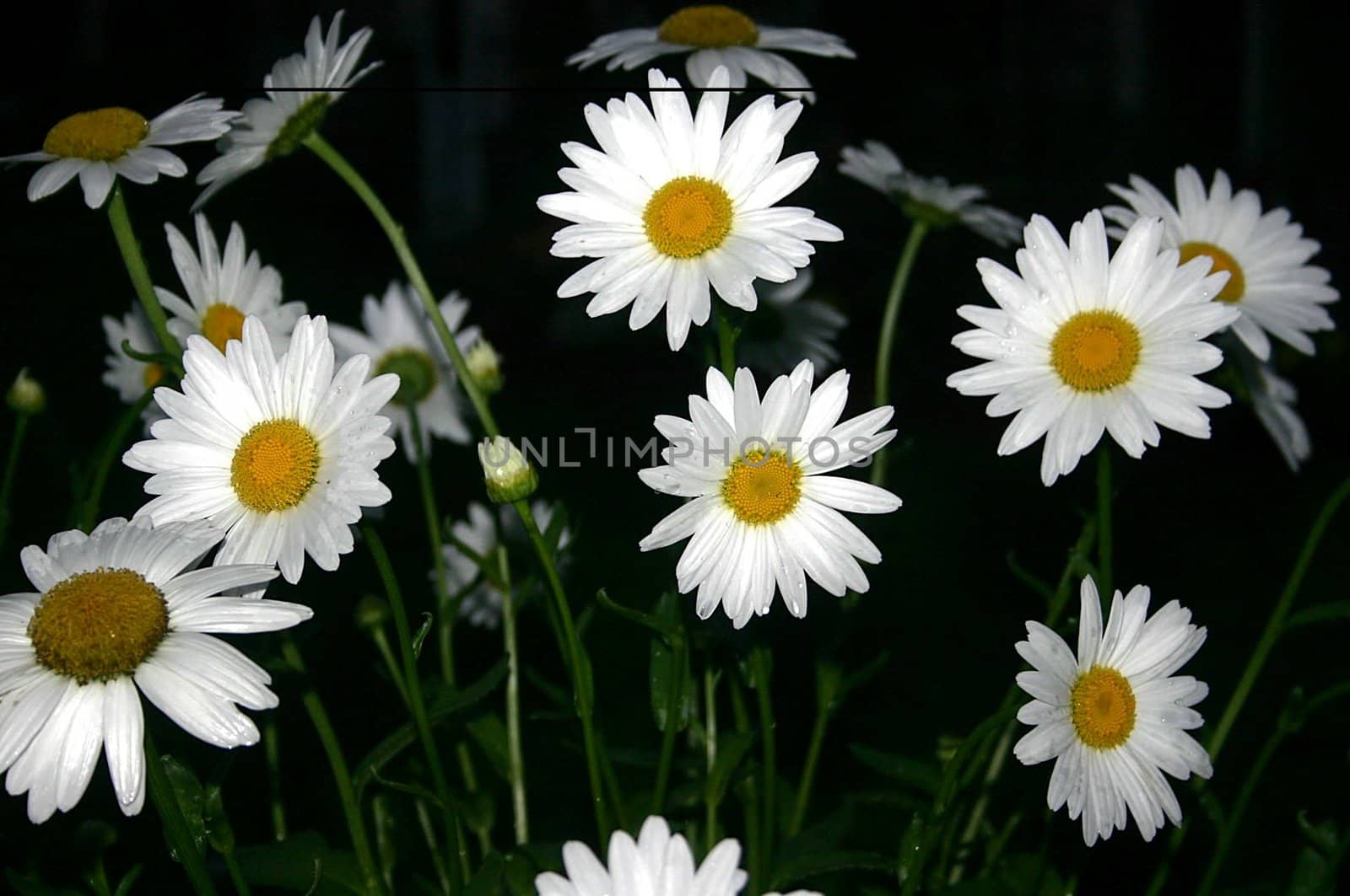Wild daisies in garden before the sun rises
