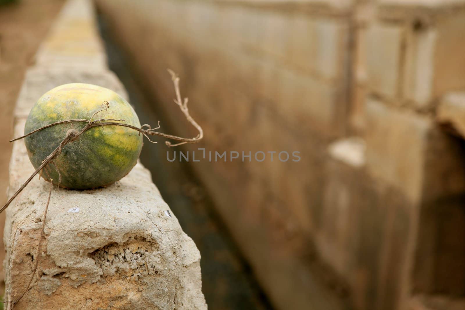 Watermelon over rrigation ditch canal by lunamarina